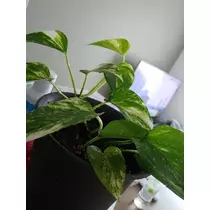 あや
