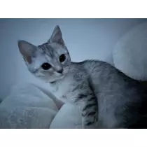 佐倉 里緒