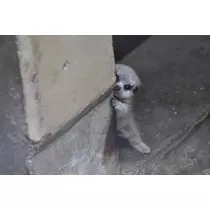 あい