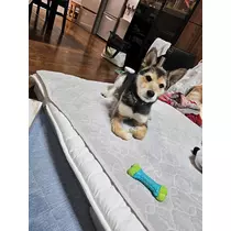 ゆり