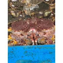 美咲 のばら