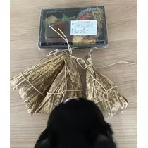 長瀬 純恋