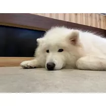 はる