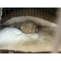 なっちゃん