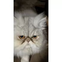 ミノリ