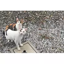 みやび