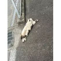 なつき