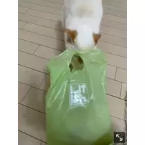 足立 はな