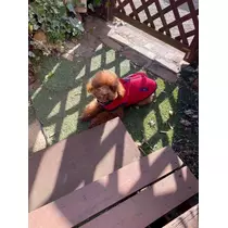 サリナ