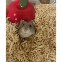 ゆな