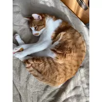 ゆり