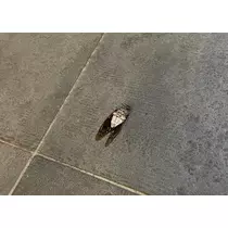 愛羽 仁美