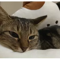 あやね
