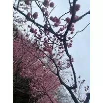 成海 まお