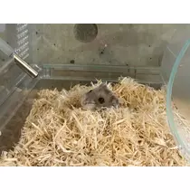 ゆな