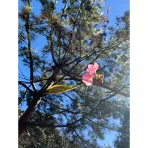 橘 美桜