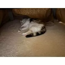 みつき