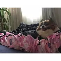 あいら