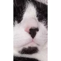 サキ