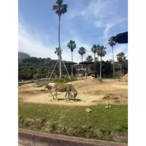 佐野 エマ