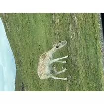 にこる