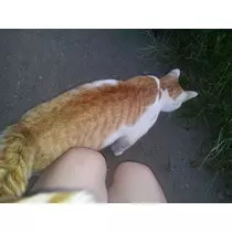 愛矢