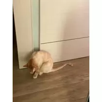 桐島 りゅう