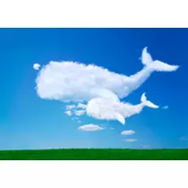 紫音