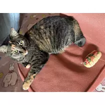 あや
