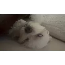 ゆきの