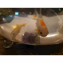 のはら かすみ