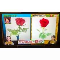 さくら