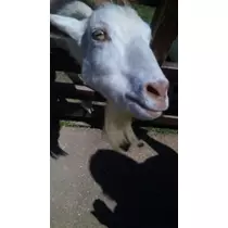 ユノ