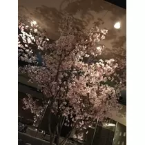 蓮見 リア