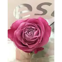 白石 愛莉