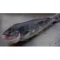 七星 夏純