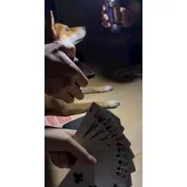 せら