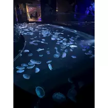 かびるんるんさわ