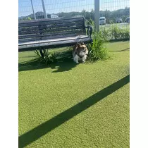 あいら