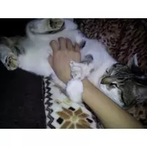 愛矢