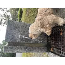 あおい