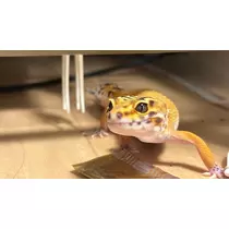 ことり