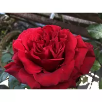 りの