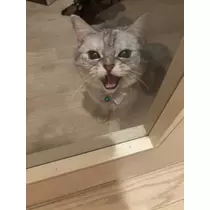佐倉 里緒