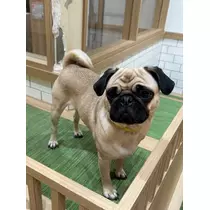 のあ