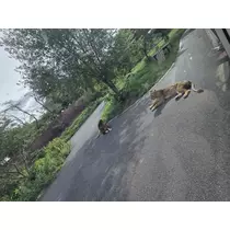 あおい