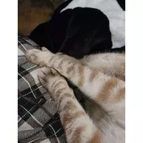 ひな