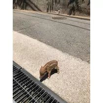 さくら