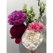 きこ