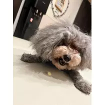 うづき ふうか